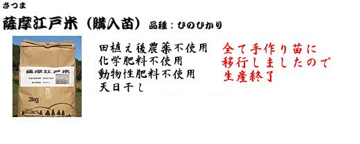 薩摩江戸米（購入苗）品種：ひのひかり・もち米　田植え後無農薬、除草剤不使用、無化学肥料、掛干し、古米　玄米 １ｋｇ　７００円　白米 １ｋｇ　７５０円